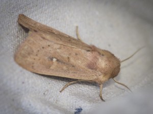 160702-MothTrap-023