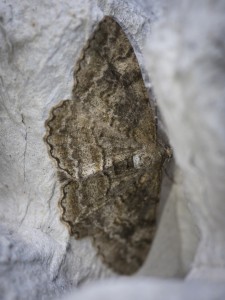 160702-MothTrap-025