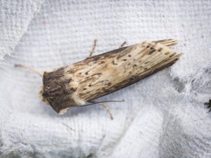 160702-MothTrap-040