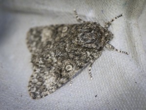 Poplar Grey