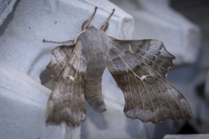 Poplar Hawkmoth