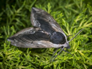 Privet Hawkmoth