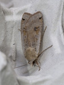 Yellow Underwing