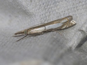 160703-MothTrap-13
