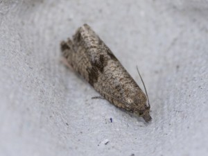 160703-MothTrap-23