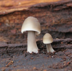 Fungi by Jill Marshall