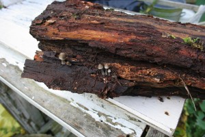 Fungi on log by Jill Marshall 