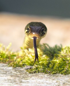 Grass Snake by James Fowler