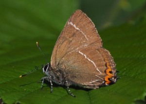 White Letter Hairstreak 07-07-17 by James Fowler