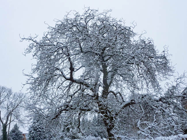 20 january snow rtz7 076