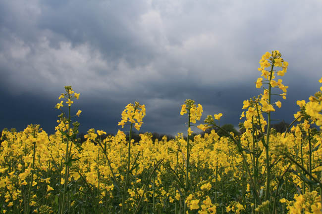 April storm over rape 004
