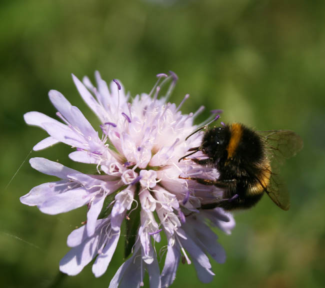 Bumble bee July 007