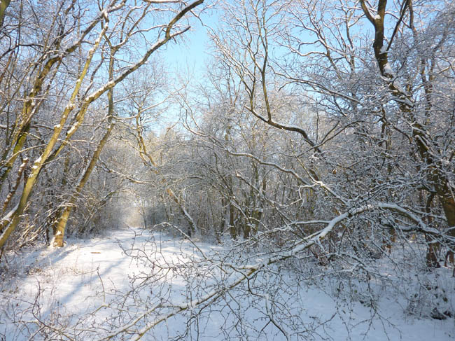 February snow 017