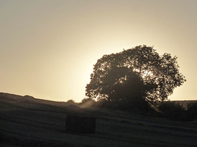 Harvest at dusk sept 029