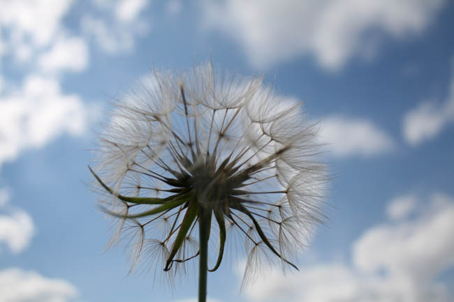 Hawksbeard in August 