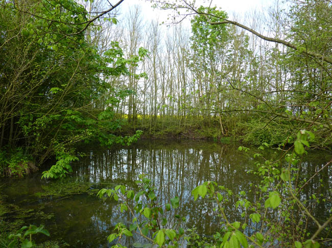 Hidden pond May 008