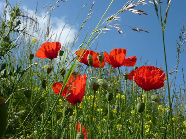June poppies 003