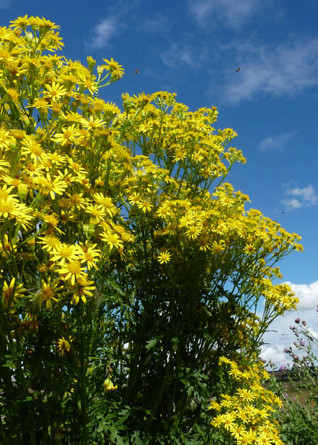 Ragwort in August 005