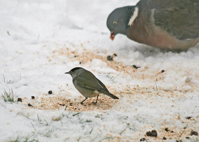 Rare blackcap in winter 002