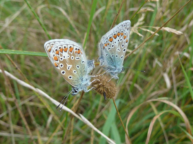 September blues  009