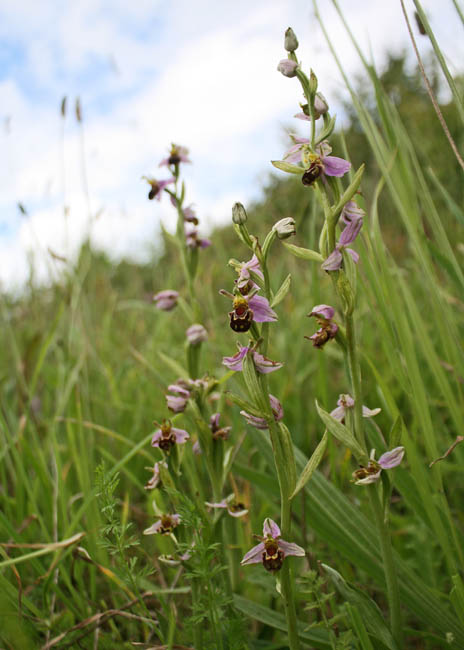bee orchids June  012