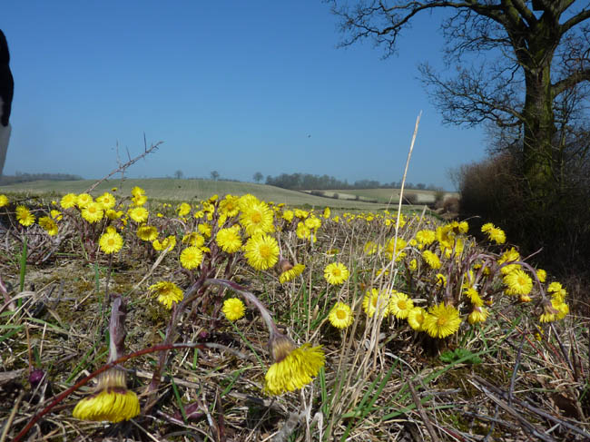 coltsfoot in march 011