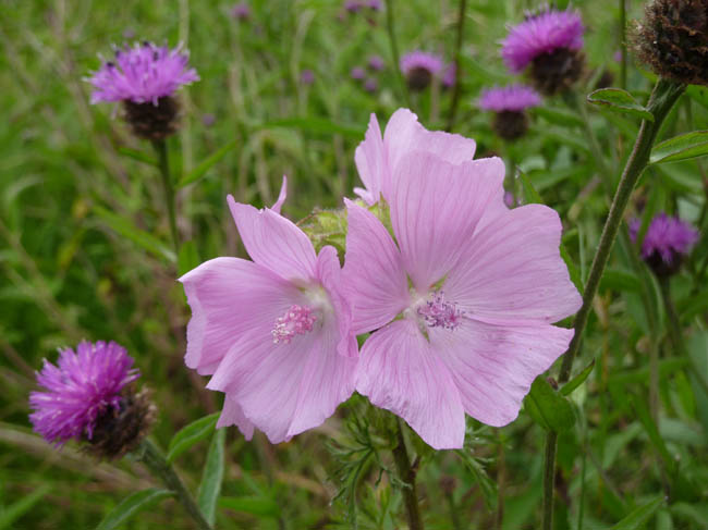 musk mallow July  011