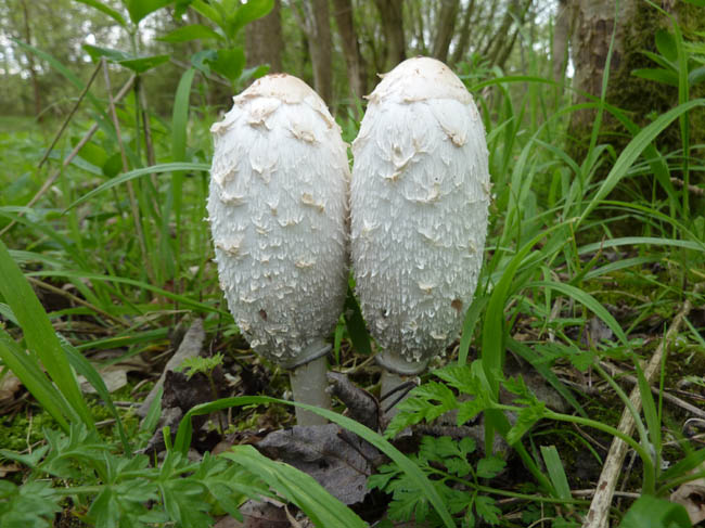 shaggy ink caps may 004
