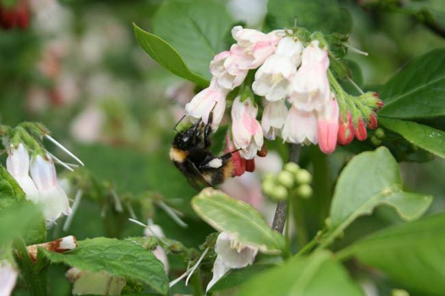 white pollen baskets comfrey 023