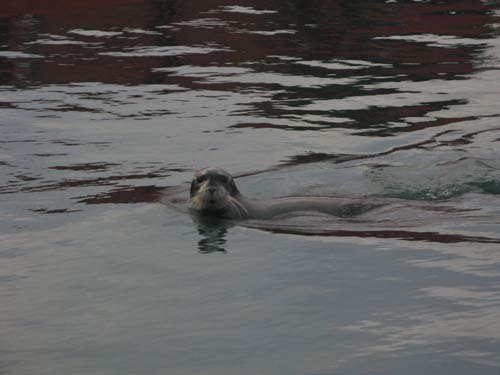 Bearded Seal