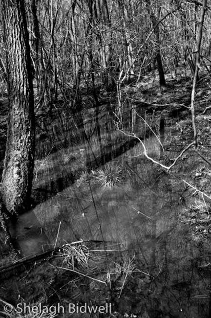 Woods-3