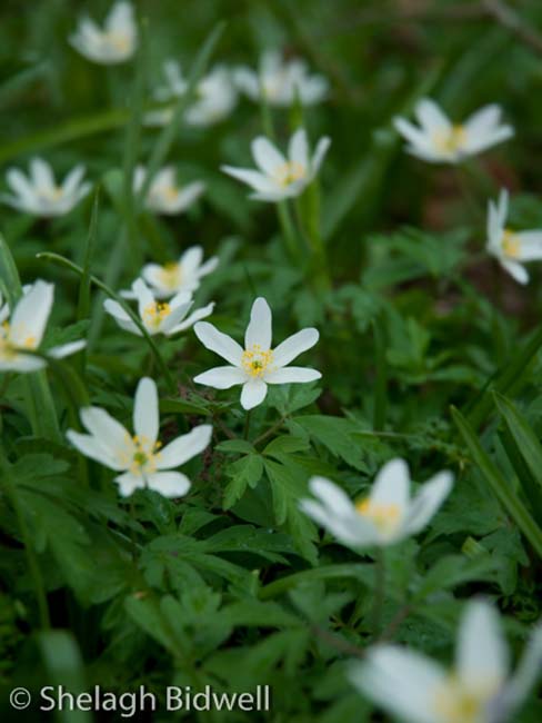 Woods-7-Wood-Anemone