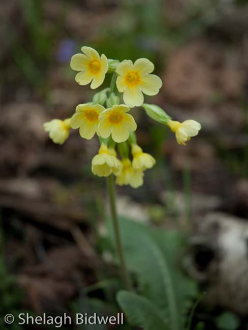 Woods-8-Cowslip