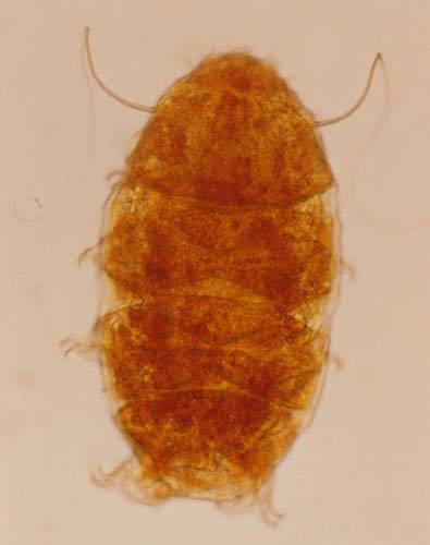 Echinisus jenningsi_2