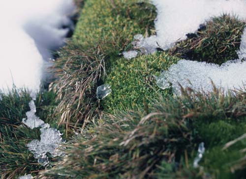 Plants Colobanthus & Deschampsia