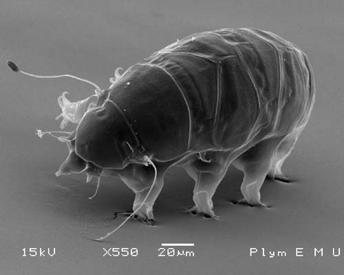 echiniscus EL 10_1