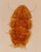 Echinisus jenningsi_2