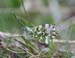 ca03male orange tip