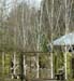 hr05silver birch